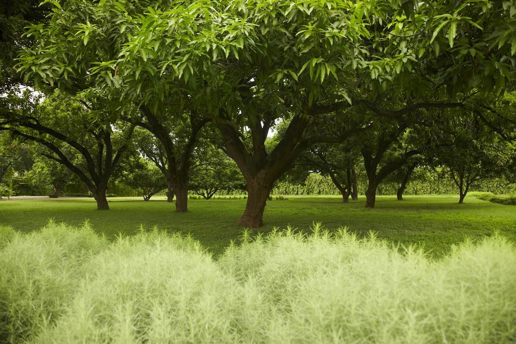 Taj Ganges Варанаси Екстериор снимка Trees in the park
